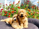 Muhteşem Mi̇nyatür Labradoodle Yavrularımız