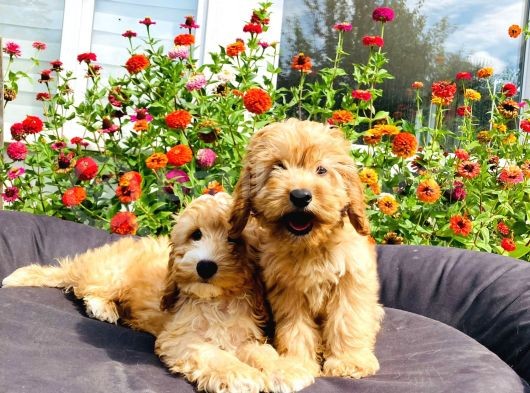 Muhteşem Mi̇nyatür Labradoodle Yavrularımız görsel