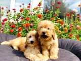 Muhteşem Mi̇nyatür Labradoodle Yavrularımız
