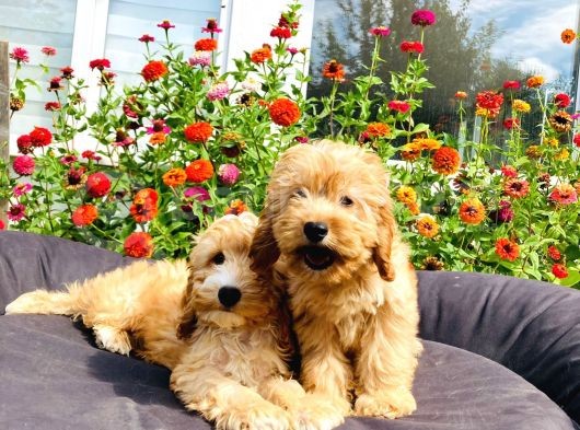 Muhteşem Mi̇nyatür Labradoodle Yavrularımız görsel