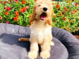 Safkan Goldendoodle Yavrumuz Çok Nadir