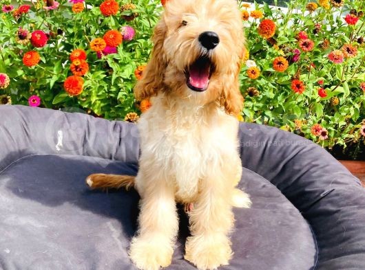 Safkan Goldendoodle Yavrumuz Çok Nadir