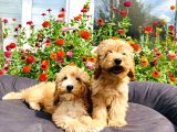 Muhteşem Mi̇nyatür Labradoodle Yavrularımız