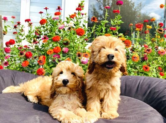 Muhteşem Mi̇nyatür Labradoodle Yavrularımız görsel