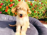 Safkan Goldendoodle Yavrumuz Çok Nadir