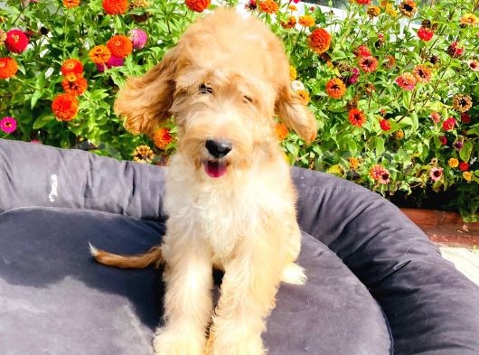 Safkan Goldendoodle Yavrumuz Çok Nadir görsel