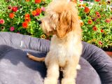 Safkan Goldendoodle Yavrumuz Çok Nadir