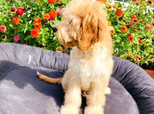 Safkan Goldendoodle Yavrumuz Çok Nadir görsel