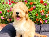 Safkan Goldendoodle Yavrumuz Çok Nadir