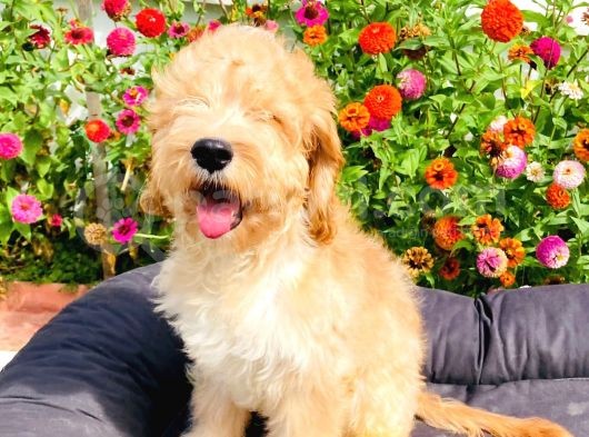 Safkan Goldendoodle Yavrumuz Çok Nadir görsel