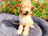 Safkan Goldendoodle Yavrumuz Çok Nadir