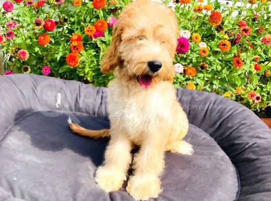 Safkan Goldendoodle Yavrumuz Çok Nadir görsel