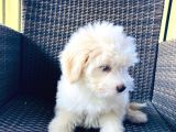 Muhteşem Malti̇poo Yavrularımız