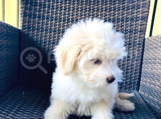 Muhteşem Malti̇poo Yavrularımız görsel