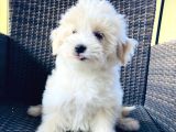 Muhteşem Malti̇poo Yavrularımız