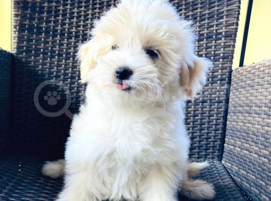 Muhteşem Malti̇poo Yavrularımız görsel
