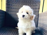 Muhteşem Malti̇poo Yavrularımız