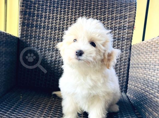 Muhteşem Malti̇poo Yavrularımız görsel