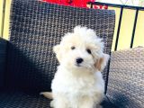 Muhteşem Malti̇poo Yavrularımız