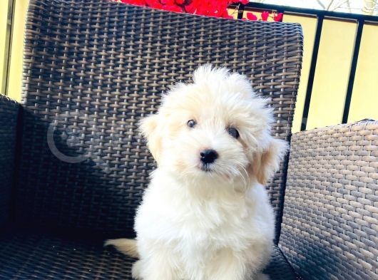 Muhteşem Malti̇poo Yavrularımız