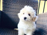 Muhteşem Malti̇poo Yavrularımız