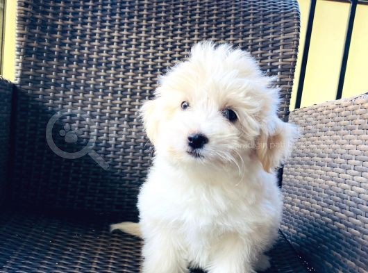 Muhteşem Malti̇poo Yavrularımız görsel