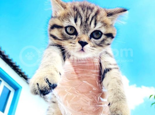 Di̇şi̇ Golden Tabby Bri̇ti̇sh Shorthai̇r Yavrumuz görsel