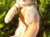 Muhteşem Golden Tabby Di̇şi̇ Scotti̇sh Fold Yavrumuz