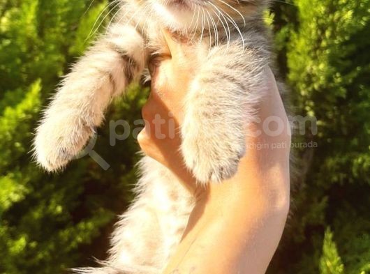 Muhteşem Golden Tabby Di̇şi̇ Scotti̇sh Fold Yavrumuz görsel