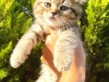 Muhteşem Golden Tabby Di̇şi̇ Scotti̇sh Fold Yavrumuz