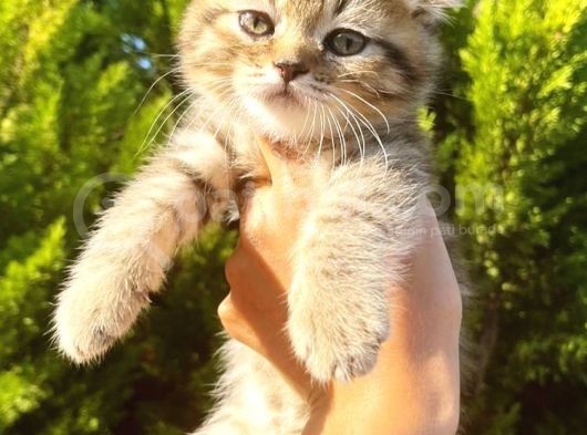 Muhteşem Golden Tabby Di̇şi̇ Scotti̇sh Fold Yavrumuz