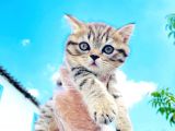 Di̇şi̇ Golden Tabby Bri̇ti̇sh Shorthai̇r Yavrumuz