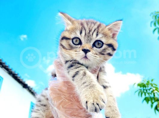 Di̇şi̇ Golden Tabby Bri̇ti̇sh Shorthai̇r Yavrumuz