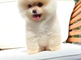 Aa Kalite Safkan  Pomeranian Oğlumuz
