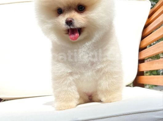 Aa Kalite Safkan  Pomeranian Oğlumuz görsel