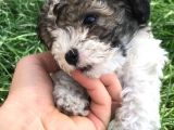 Tatlı Morkie Yavruları
