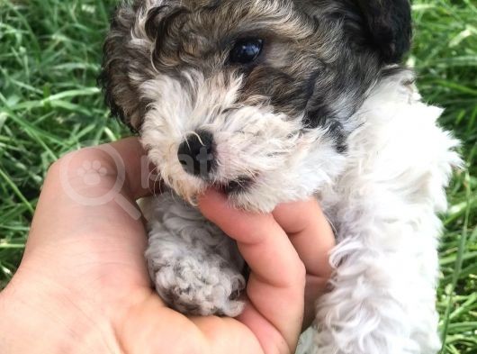 Tatlı Morkie Yavruları görsel