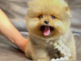 Irk ve Sağlık Garantili Pomeranian Boo Yavrularımız