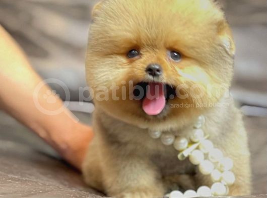 Irk Ve Sağlık Garantili Pomeranian Boo Yavrularımız