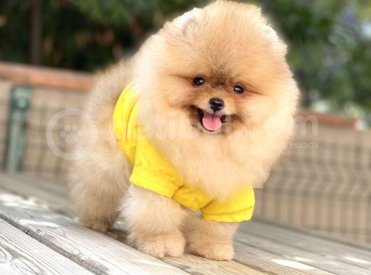 İstanbul Orjinal Pomeranian Boo görsel