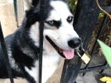 Köpek Haski 