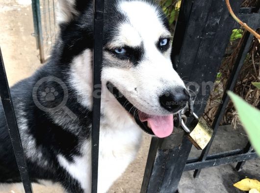 Köpek Haski  görsel