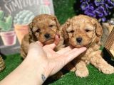 Anne Altından Show Kalite Toy Poodle Yavrularımız