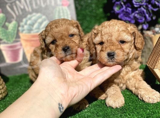 Anne Altından Show Kalite Toy Poodle Yavrularımız görsel