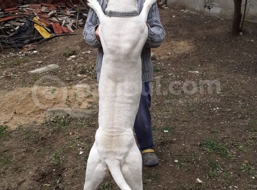 Şampiyon Victorun Yavruları görsel