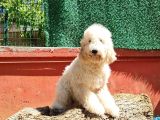 İstanbul Standart Dev Poodle Yavrular