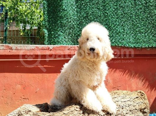 İstanbul Standart Dev Poodle Yavrular görsel