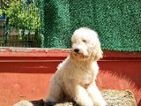 İstanbul Standart Dev Poodle Yavrular