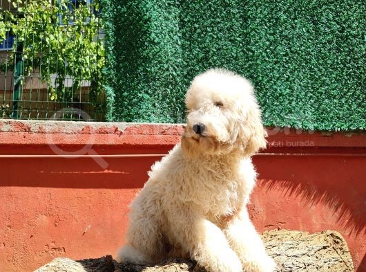 İstanbul Standart Dev Poodle Yavrular görsel