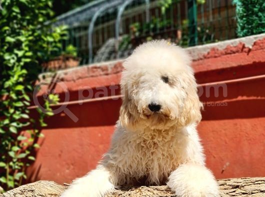 İstanbul Standart Dev Poodle Yavrular